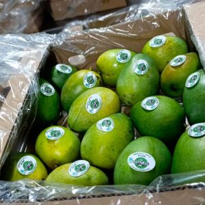 Por primera vez a través de vía marítima, Colombia exporta mango de azúcar hacia Estados Unidos