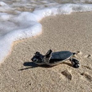 Anguilla turismo sostenible
