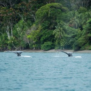 DEST_COLOMBIA_ISLA-GORGONA_shutterstock-portfolio_1495226396_Universal_Within usage period_64188
