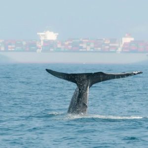 Dia Mundial de las Ballenas