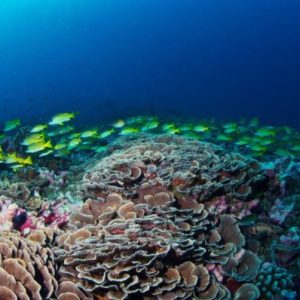 fundacion-msc-foundation-coral_reef_seychelles_tamerlander_2